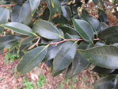 Castanopsis sieboldii