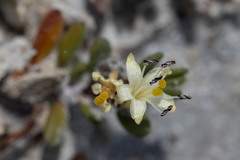 Wilsonia backhousei