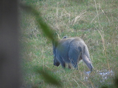 Sus scrofa cristatus