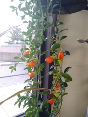 Nematanthus gregarius