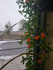 Nematanthus gregarius