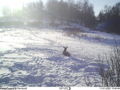 Cervus canadensis sibiricus