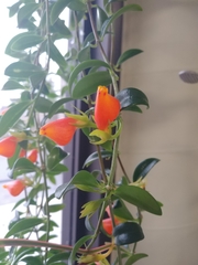 Nematanthus gregarius