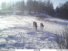 Cervus canadensis sibiricus