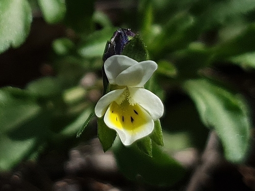 Dwarf Pansy (Viola kitaibeliana)