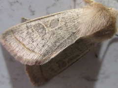 Orthosia paromoea