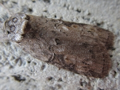Nycteola asiatica