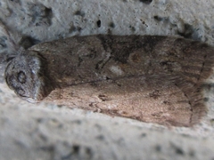 Nycteola asiatica