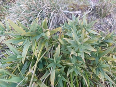 Bupleurum salicifolium, photograph author not stated, no rights reserved