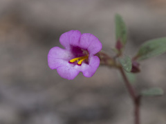 Diplacus torreyi