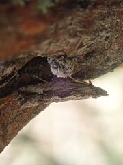 Strepsicrates ejectana