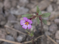 Diplacus torreyi