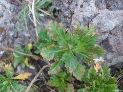 Argyranthemum pinnatifidum, photograph author not stated, no rights reserved