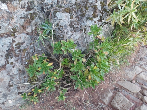 Argyranthemum pinnatifidum, photograph 3