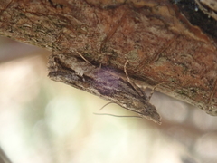 Strepsicrates ejectana