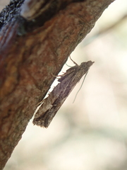 Strepsicrates ejectana