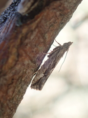 Strepsicrates ejectana