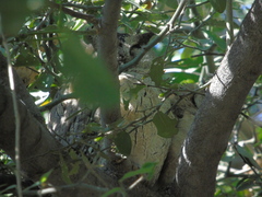 Otus bakkamoena