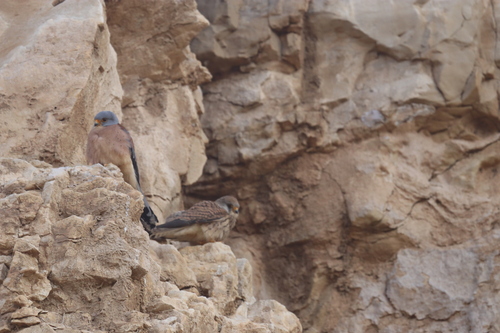Lesser Kestrel