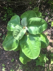 Solanum erianthum