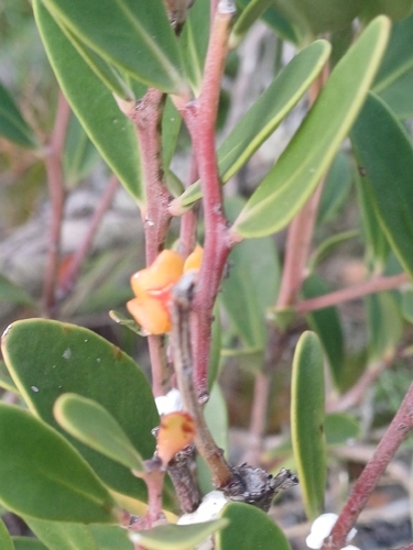 Candlewood (Pterocelastrus tricuspidatus)