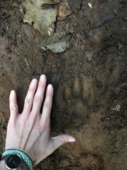 Panthera pardus melas