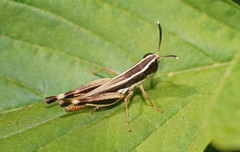Macrotona