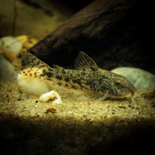 Darkspotted aspidoras (Aspidoras fuscoguttatus) — Callichthyidae — 4