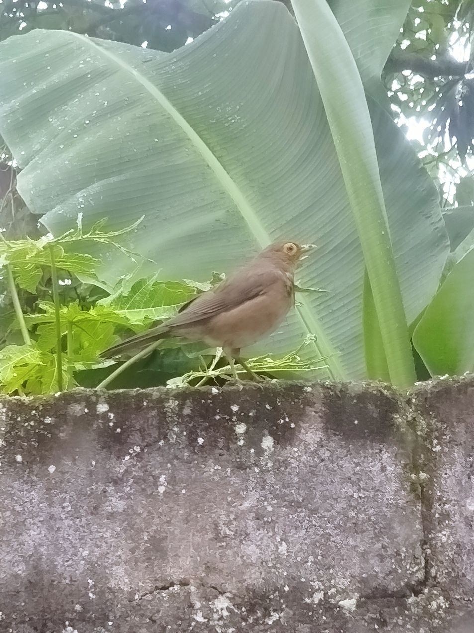 Spectacled Thrush (Turdus nudigenis), photo 7
