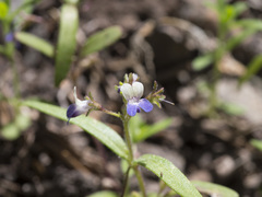 Collinsia torreyi wrightii