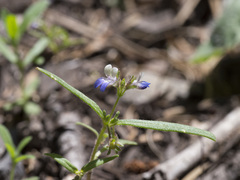 Collinsia torreyi wrightii