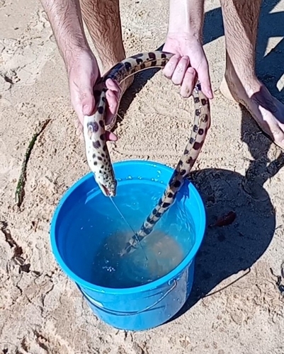 Spotted Snake Eel