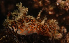 Plocamopherus ceylonicus