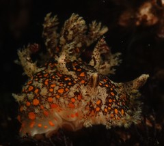 Plocamopherus ceylonicus