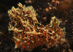 Plocamopherus ceylonicus