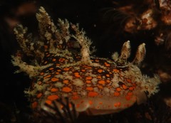 Plocamopherus ceylonicus