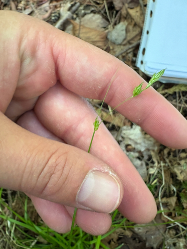 Dewey's sedge (Carex deweyana)