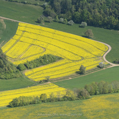 Brassica napus napus