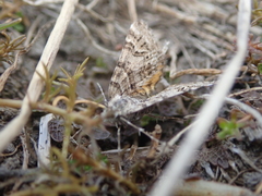 Arctesthes catapyrrha