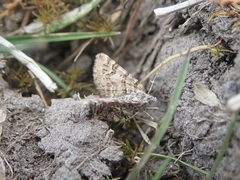 Arctesthes catapyrrha