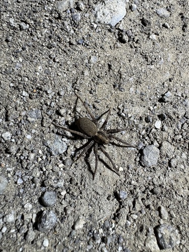 iNaturalist observation photo of Koch's Wolf Spider