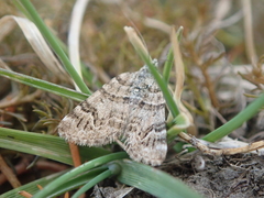 Arctesthes catapyrrha