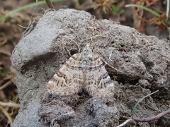 Arctesthes catapyrrha