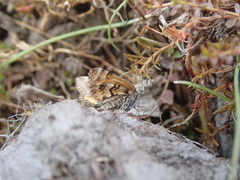 Arctesthes catapyrrha