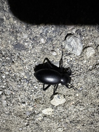 iNaturalist observation photo of Dentate Stink Beetle