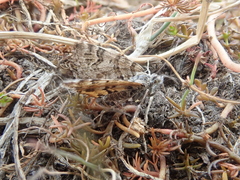 Arctesthes catapyrrha