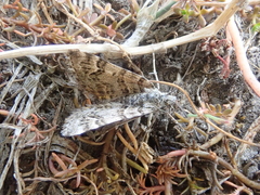 Arctesthes catapyrrha