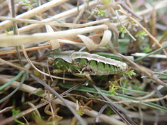 Sigaus campestris