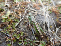 Sigaus campestris