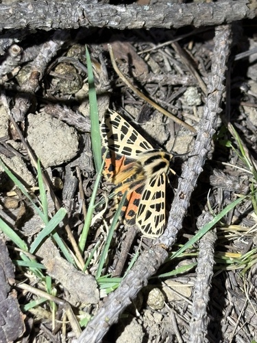 iNaturalist observation photo of Ornate Tiger Moth